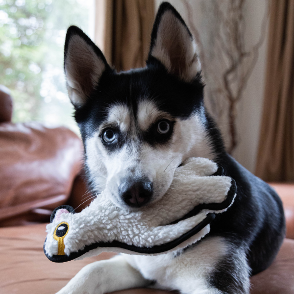 Pl Resploot Tuffles Penguin