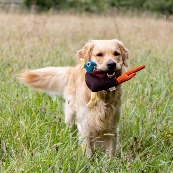 Hunt N Squeak Pheasant